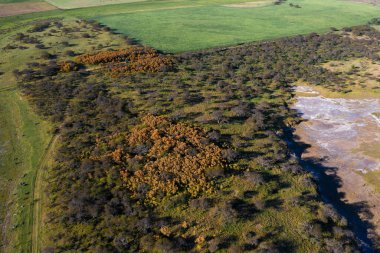 Calden orman arazisi, Prosopis Caldenia bitkileri, La Pampa ili, Patagonya, Arjantin.