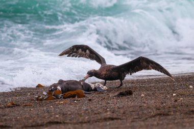 Giant Petrel , Peninsula Valdes, Unesco World heritage site, Chubut Province, Patagonia, Argentina. clipart