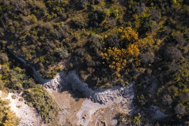 Calden orman arazisi, Prosopis Caldenia bitkileri, La Pampa ili, Patagonya, Arjantin.