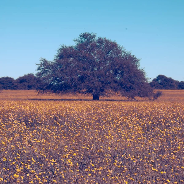 Campo Florido Planície Pampas Província Pampa Patagônia Argentina — Fotografia de Stock