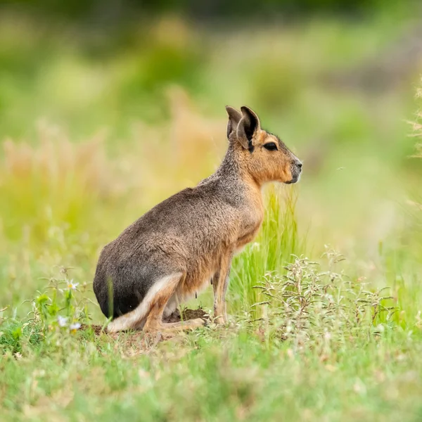 Patagońskie Cavi Środowisku Trawiastym Pampas Prowincja Pampa Patagonia Argentyna — Zdjęcie stockowe