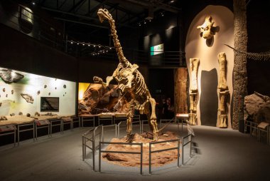 Soyu tükenmiş Titanosaurus Australis, Patagonya, Arjantin 'in fosil kafatası..