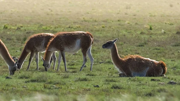 Láma Állat Pampa Füves Környezetben Pampa Tartomány Patagónia Argentína — Stock Fotó