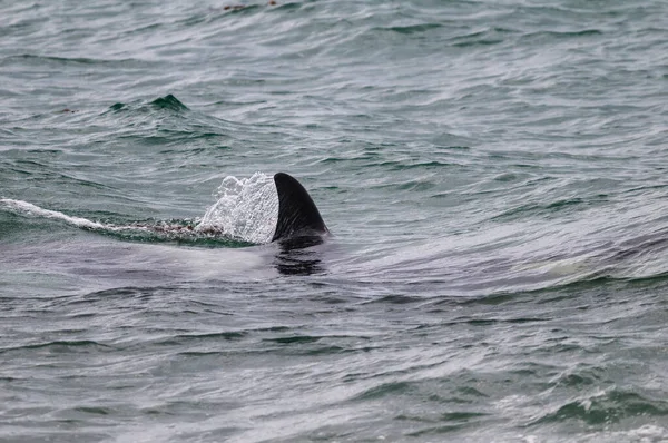 Killer Whale Surface Peninsula Valdes Patagonia Argentina — Foto de Stock