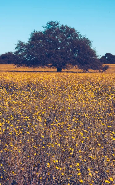 Цветущее Поле Равнине Пампас Провинция Пампа Патагония Аргентина — стоковое фото