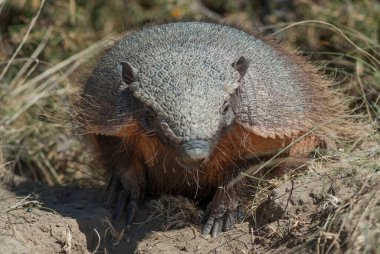 Kıllı Armadillo, çöl ortamında, Valdes Yarımadası, Patagonya, Arjantin