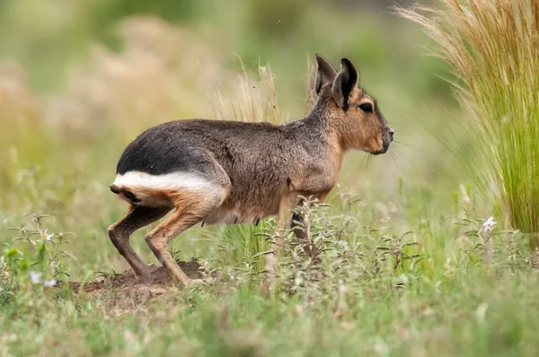 Patagońskie Cavi Środowisku Trawiastym Pampas Prowincja Pampa Patagonia Argentyna — Zdjęcie stockowe