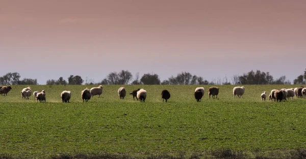 Steers Sheeps Fed Pasture Pampa Argentina — Fotografia de Stock