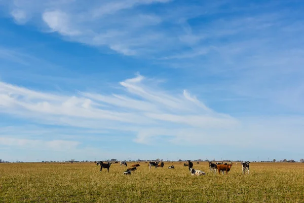 Корови Пасуться Полі Рівнині Пампас Аргентина — стокове фото