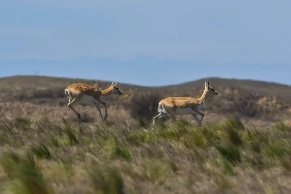 Antelope Blackbuck Nell Ambiente Pianeggiante Pampas Provincia Pampa Argentina — Foto Stock