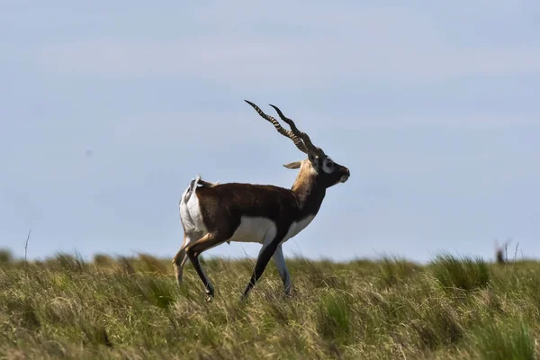 Masculino Blackbuck Antelope Pampas Ambiente Plano Província Pampa Argentina — Fotografia de Stock