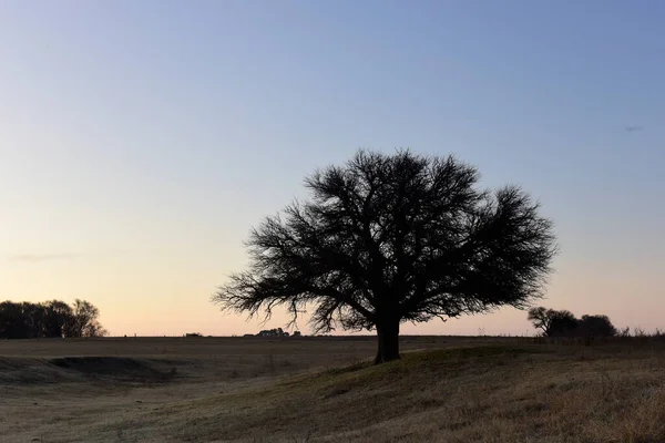 Campo Florido Planície Pampas Província Pampa Patagônia Argentina — Fotografia de Stock