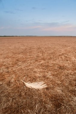 Çatlak toprak, çölleşme süreci, La Pampa Eyaleti, Patagonya, Arjantin.