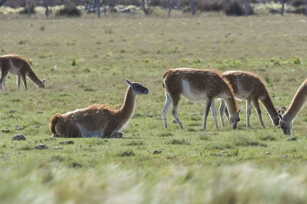 Láma Állat Pampa Füves Környezetben Pampa Tartomány Patagónia Argentína — Stock Fotó