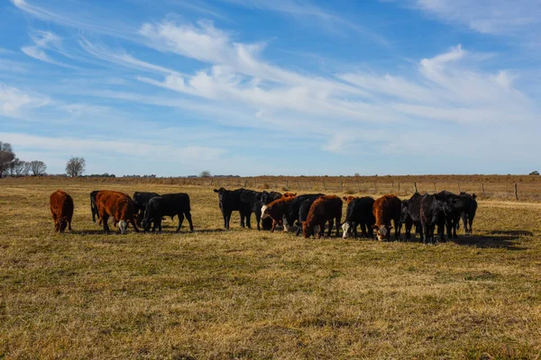 Cows Grazing Field Pampas Plain Argentina — Stock Photo, Image