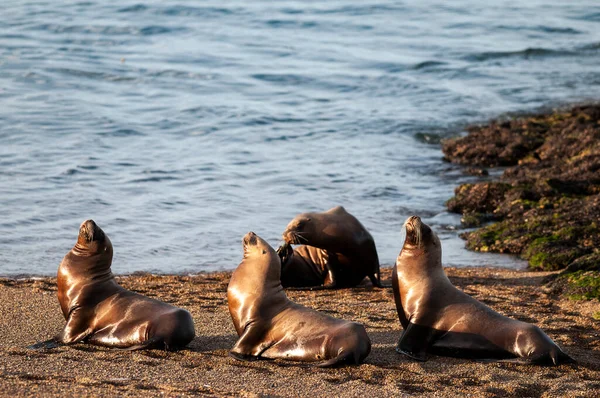 Leones Del Mar Playa Valdés Península Patrimonio Humanidad Patagonia Argentina — Foto de Stock