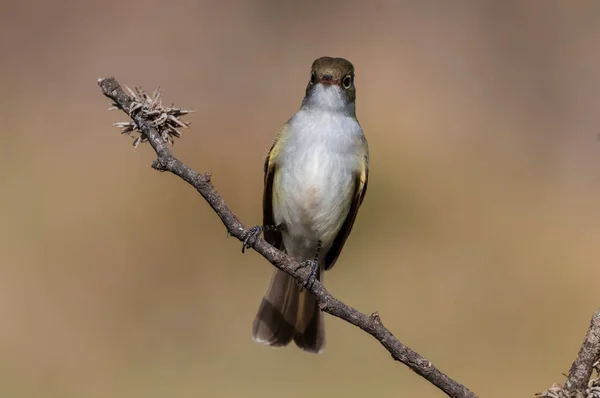 White Crested Elaenia Elaenia Albiceps Calden Forest Pampa Province Patagonia — Foto de Stock