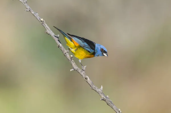 Blue Yellow Tanager Thraupis Bonariensis Calden Forest Pampa Argentina — Stock fotografie