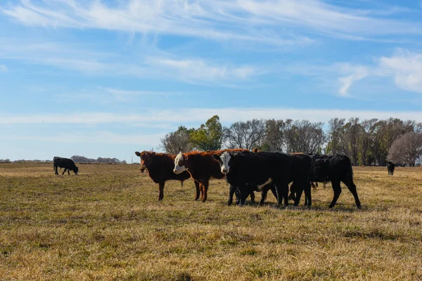 Kühe Weiden Auf Dem Feld Der Pampasebene Argentinien — Stockfoto