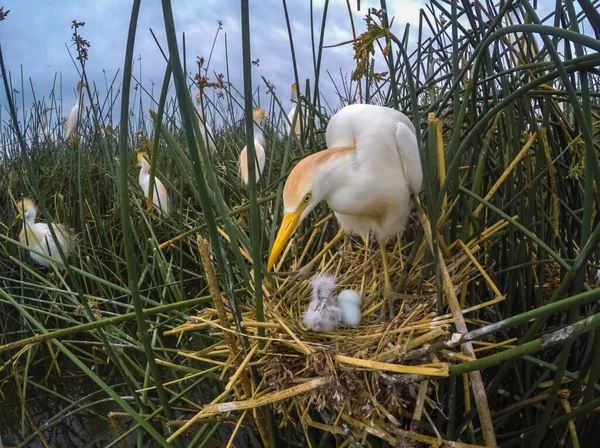 Cattle Egret Bubulcus Ibis Nesting Pampa Province Patagonia Argentina — 스톡 사진