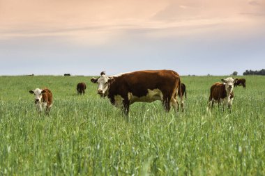 Pampas kırsalında doğal çayırlarda sığır yetiştirme, La Pampa Eyaleti, Patagonya, Arjantin.