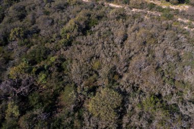 Pampas Ormanı, Calden Ağacı, Prosopis Caldenia, La Pampa, Patagonya, Arjantin 'de endemik türler.