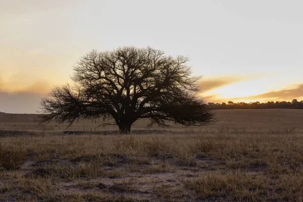 Pole Kwitnące Równinie Pampas Prowincja Pampa Patagonia Argentyna — Zdjęcie stockowe