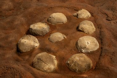 Titanosaurus Australis, fossized eggs, prehistoric animal inhabitant of Patagonia,  Argentina.