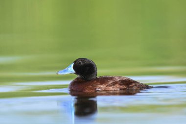 Lake Duck in Pampas Lagoon environment, La Pampa Province, Patagonia , Argentina.