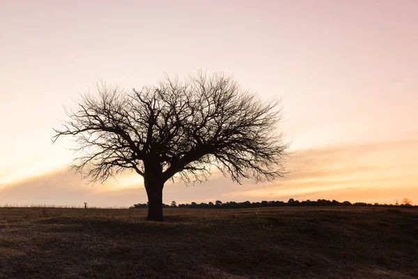 Pole Kwitnące Równinie Pampas Prowincja Pampa Patagonia Argentyna — Zdjęcie stockowe