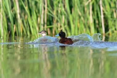 Lake Duck in Pampas Lagoon environment, La Pampa Province, Patagonia , Argentina.