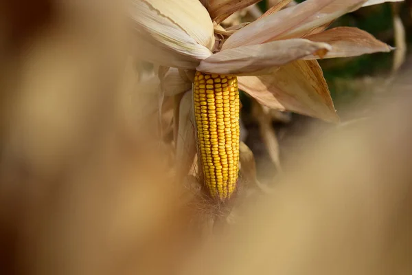 Corn cob growing on plant ready to harvest, Argentine Countryside, Buenos Aires Province, Argentina