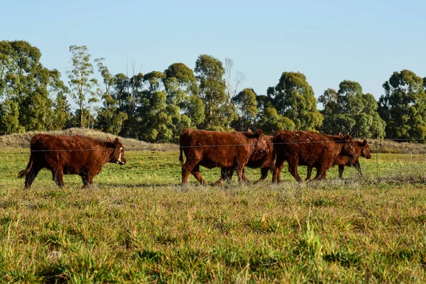 Countryside landscape with cows grazing, La Pampa, Argentina