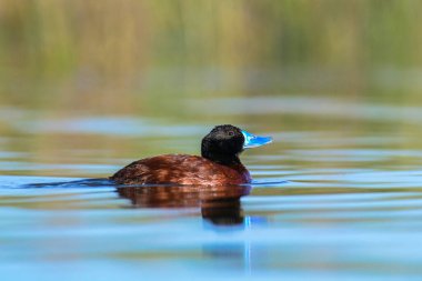 Lake Duck in Pampas Lagoon environment, La Pampa Province, Patagonia , Argentina.