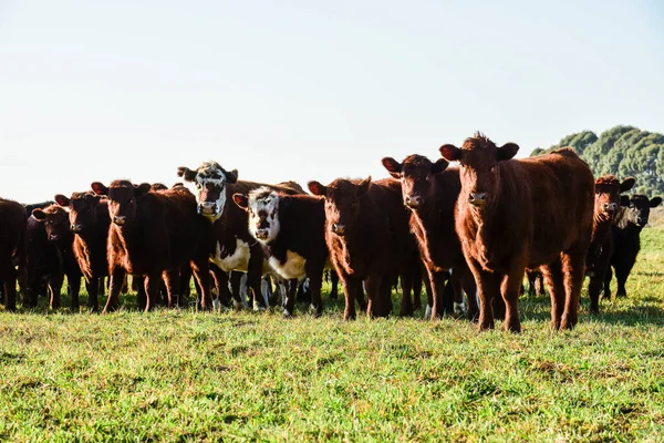 Εξοχή Τοπίο Αγελάδες Βόσκησης Pampa Αργεντινή — Φωτογραφία Αρχείου