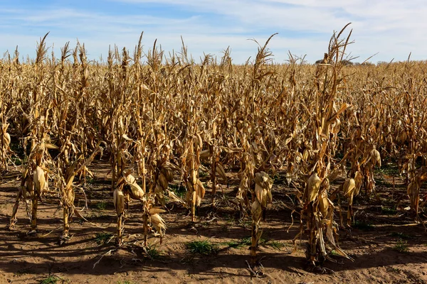 アルゼンチン ブエノスアイレス州 アルゼンチン アルゼンチンの田舎で収穫準備ができている植物で栽培されているトウモロコシのコブ — ストック写真