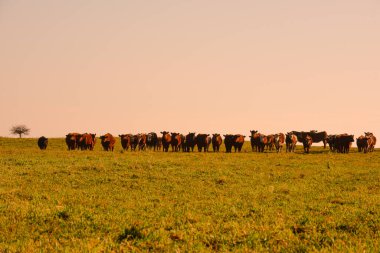 Countryside landscape with cows grazing, La Pampa, Argentina