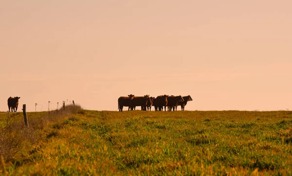Countryside Landscape Cows Grazing Pampa Argentina —  Fotos de Stock