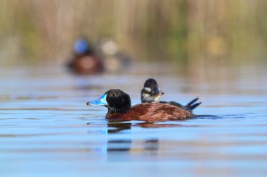 Lake Duck in Pampas Lagoon environment, La Pampa Province, Patagonia , Argentina.