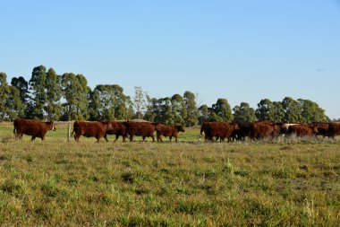 Countryside landscape with cows grazing, La Pampa, Argentina