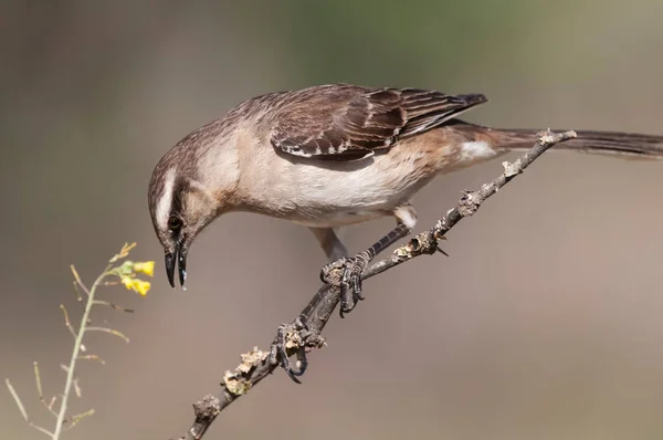 Chalk Browed Mockingbird Pampa Province Patagonia Argentina — Stock fotografie