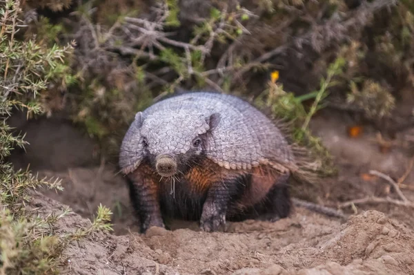 Peludo Armadillo Ambiente Deserto Península Valdes Patagônia Argentina — Fotografia de Stock