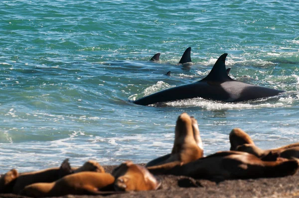 Родина Орків Полює Морських Левів Парагонському Узбережжі Патагонія Аргентина — стокове фото