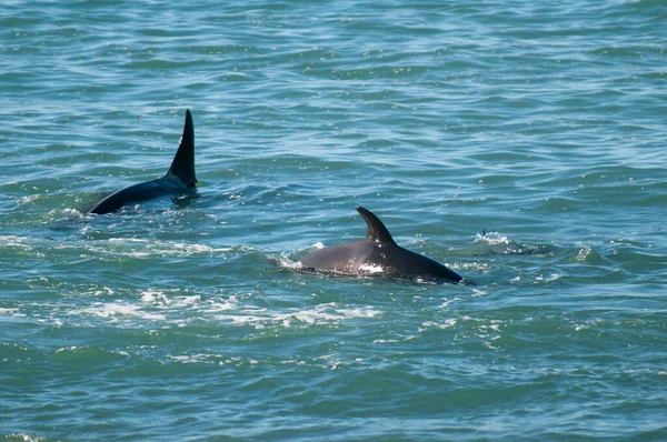 Orca Family Hunting Sea Lions Paragonian Coast Patagonia Argentina — Foto de Stock