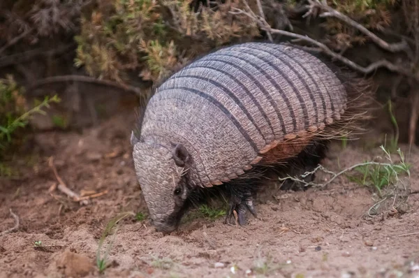 Armadillo Peludo Ambiente Desértico Península Valdés Patagonia Argentina —  Fotos de Stock