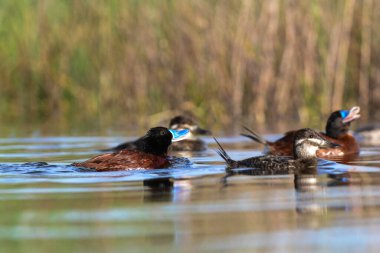 Lake Duck in Pampas Lagoon environment, La Pampa Province, Patagonia , Argentina.