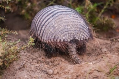 Kıllı Armadillo, çöl ortamında, Valdes Yarımadası, Patagonya, Arjantin