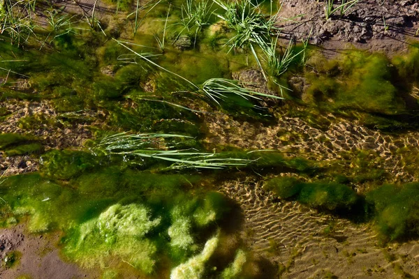Algas Verdes Medio Acuático Patagonia Argentina — Foto de Stock