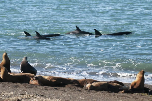 Orca Family Hunting Sea Lions Paragonian Coast Patagonia Argentina — Stock Photo, Image