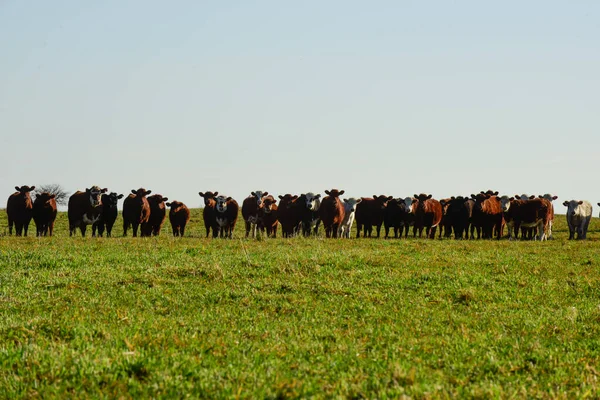 Countryside landscape with cows grazing, La Pampa, Argentina